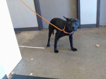 Pit Bull Terrier Dogs Available for Adoption - MAJOR | PetCurious