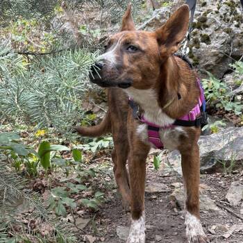 Mixed Breed Dogs Available for Adoption in Murray, Utah - Jax | PetCurious