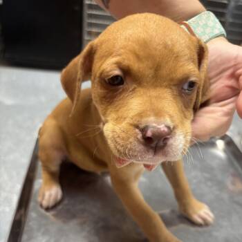 Yosemite -  Mixed Breed Dog for Adoption in Saint Joseph, Missouri - Yosemite | PetCurious