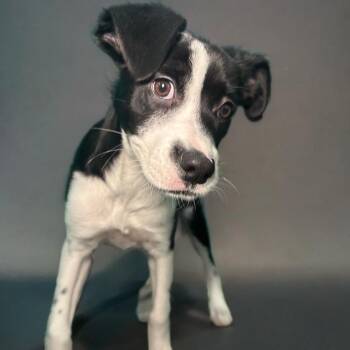 Frita -  Boxer and Mixed Breed Dog for Adoption in San Antonio, Texas - Frita | PetCurious