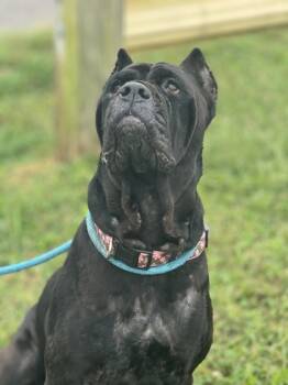 Rescue Cane Corso and Mixed Breed Dogs for Adoption in Columbus, Indiana - Paisley | PetCurious