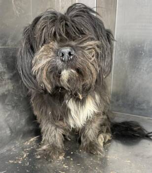 Shih Tzu Dogs Available for Adoption in Victorville, California - Lincoln | PetCurious
