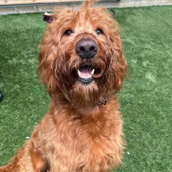 Gunner -  Standard Poodle and Yellow Labrador Retriever Dog for Adoption in Naperville, Illinois - Gunner | PetCurious