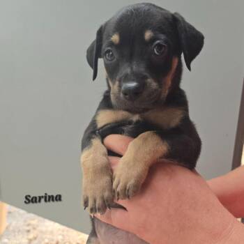 Sarina -  Mixed Breed Dog for Adoption in Binghamton, New York - Sarina | PetCurious