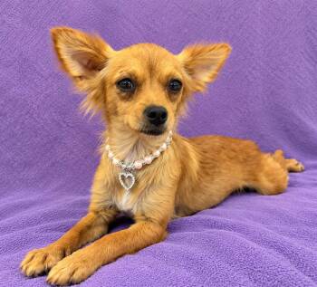 Dixy -  Chihuahua Dog for Adoption in Lodi, California - Dixy | PetCurious