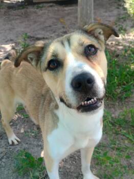 Mixed Breed Dogs Available for Adoption in New Port Richey, Florida - Maybelline | PetCurious