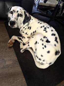 Rescue Dalmatian Dogs for Adoption in San Diego, California - Mia-Momence, IL | PetCurious