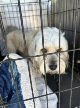 Rescue Shih Tzu and Mixed Breed Dogs for Adoption in Fort Worth, Texas - 59838235 | PetCurious