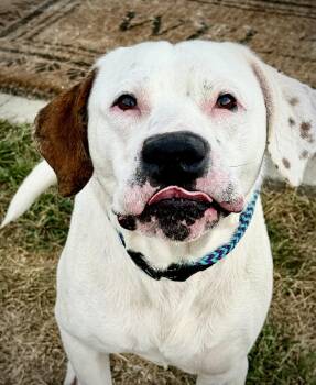 Rescue Pit Bull Terrier Dogs for Adoption in Effingham, Illinois - Enzo | PetCurious