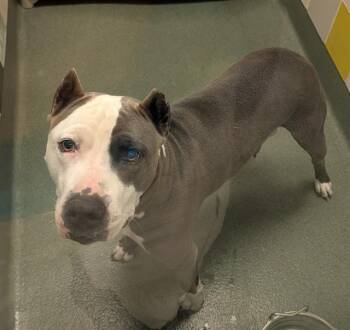 Pit Bull Terrier Dogs Available for Adoption in Plano, Texas - Daisy A216967 | PetCurious