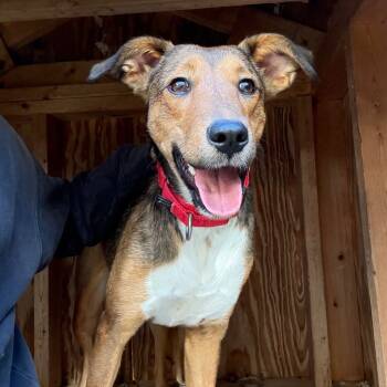 Rescue Mixed Breed Dogs for Adoption in South Burlington, Vermont - Molly | PetCurious