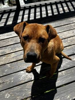 Pit Bull Terrier and Labrador Retriever Dogs Available for Adoption in Forest Falls, California - Nero | PetCurious