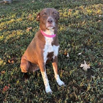 Checkers -  Mixed Breed Dog for Adoption in Chattanooga, Tennessee - Checkers | PetCurious