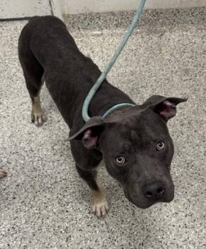 Troy -  Pit Bull Terrier and Mixed Breed Dog for Adoption in Kansas City, Missouri - Troy | PetCurious