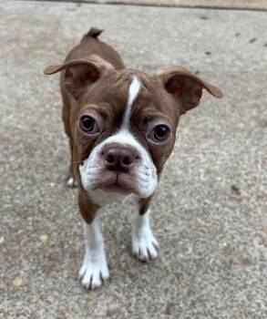 Dobby in MO -  Boston Terrier Dog for Adoption - Dobby In MO | PetCurious