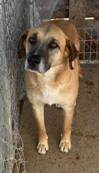 Rescue Mixed Breed Dogs for Adoption in Bruce, Mississippi - Sam II | PetCurious