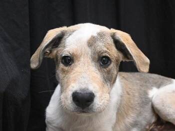 Toffee -  Labrador Retriever and Hound Dog for Adoption in Portland, Oregon - Toffee | PetCurious