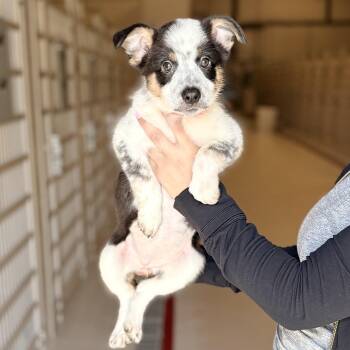 Ammo -  Australian Cattle Dog Blue Heeler Dog for Adoption in Chicago, Illinois - Ammo | PetCurious