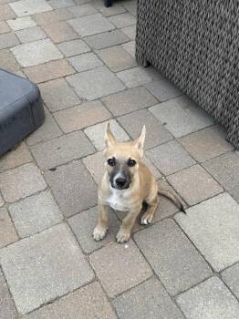 RADAR -  Shepherd Dog for Adoption in Broomfield, Colorado - RADAR | PetCurious