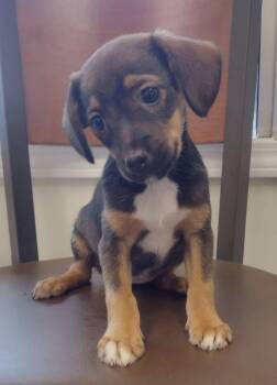 Liberty -  Jack Russell Terrier and Chihuahua Dog for Adoption in Lexington, Kentucky - Liberty | PetCurious