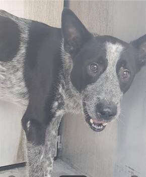 GRANT -  Australian Cattle Dog Blue Heeler Dog for Adoption in San Antonio, Texas - GRANT | PetCurious