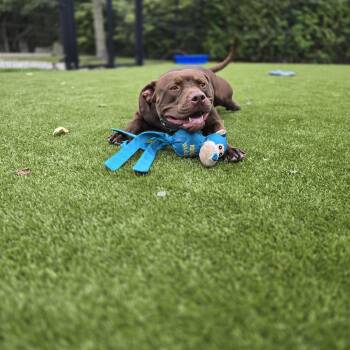 Rye -  Chocolate Labrador Retriever Dog for Adoption - Rye | PetCurious
