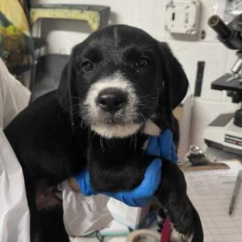 Ludwig -  Standard Poodle and Labrador Retriever Dog for Adoption in Morton Grove, Illinois - Ludwig | PetCurious