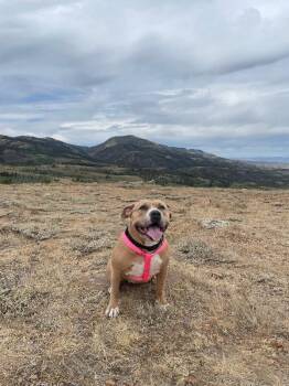 American Bulldog Dogs Available for Adoption in Fruit Heights, Utah - Chocolate | PetCurious
