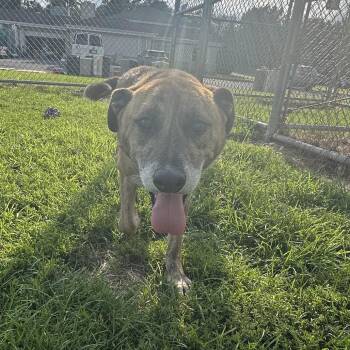 Mixed Breed Dogs Available for Adoption - Dodobird | PetCurious