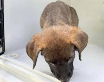 A658473 -  Labrador Retriever Dog for Adoption in Houston, Texas - A658473 | PetCurious