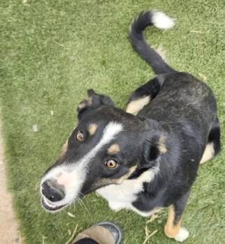 Puddin -  Border Collie and Mixed Breed Dog for Adoption in Edgewood, New Mexico - Puddin | PetCurious