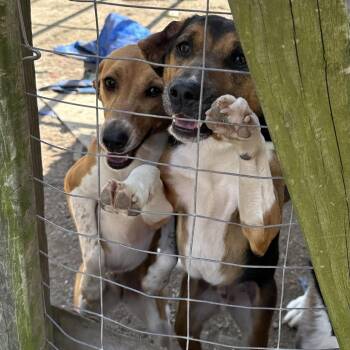 Lucy - Home to Home -  Beagle and Labrador Retriever Dog for Adoption in South Elgin, Illinois - Lucy - Home To Home | PetCurious