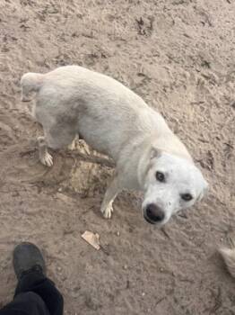 Rescue Cattle Dog and Mixed Breed Dogs for Adoption in Fresno, California - Opal | PetCurious