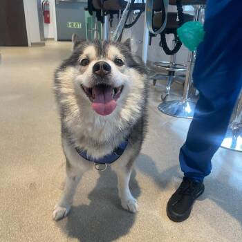 Hugo -  Siberian Husky Dog for Adoption in Wantagh, New York - Hugo | PetCurious