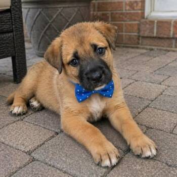 Yellow Labrador Retriever Dogs Available for Adoption in Crosby, Texas - Puddles | PetCurious