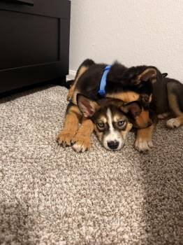 Bo -  Husky and Mixed Breed Dog for Adoption in Denver, Colorado - Bo | PetCurious