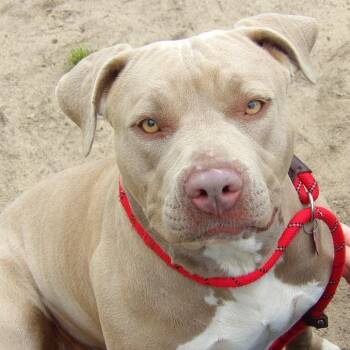 Fawn -  Pit Bull Terrier Dog for Adoption in Newark, New Jersey - Fawn | PetCurious