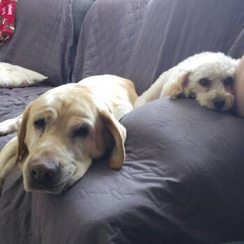 Poodle Dogs Available for Adoption in Sinking Spring, Pennsylvania - Sugarplum | PetCurious