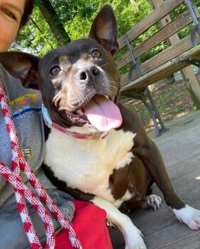Pit Bull Terrier Dogs Available for Adoption in Little Rock, Arkansas - Prettiest Happiest | PetCurious