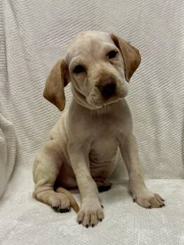 Francis -  Hound Dog for Adoption in Walker, Louisiana - Francis | PetCurious