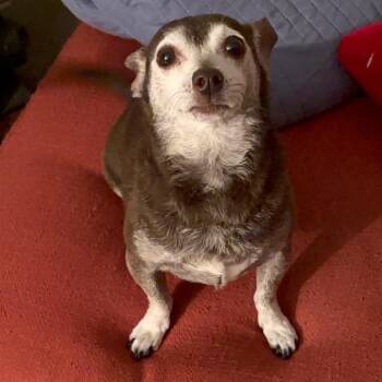 Ares -  Chihuahua Dog for Adoption in Fort Lauderdale, Florida - Ares | PetCurious
