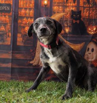 Milo -  Terrier Dog for Adoption in Campbellsville, Kentucky - Milo | PetCurious
