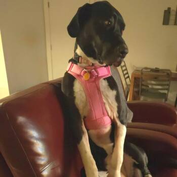 Great Dane Dogs Available for Adoption - Zoey | PetCurious