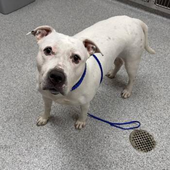American Staffordshire Terrier Dogs Available for Adoption in Grand Rapids, Michigan - Constance | PetCurious
