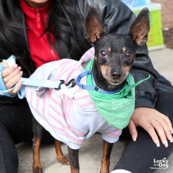 Rescue Miniature Pinscher and Terrier Dogs for Adoption in Washington, District Of Columbia - Cherry | PetCurious