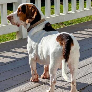 Basset Hound and Beagle Dogs Available for Adoption in Ramona, California - LJ | PetCurious