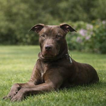 Boaz -  Pit Bull Terrier and Chocolate Labrador Retriever Dog Available for Adoption in Springfield, Missouri - Boaz | PetCurious