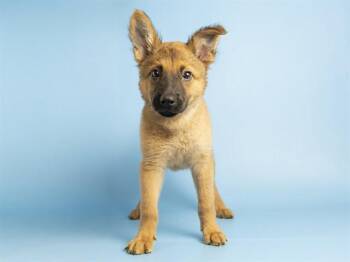 ARLO -  German Shepherd Dog Dog for Adoption in Phoenix, Arizona - ARLO | PetCurious
