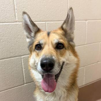 MJ -  German Shepherd Dog and Husky Dog for Adoption in Reno, Nevada - MJ | PetCurious