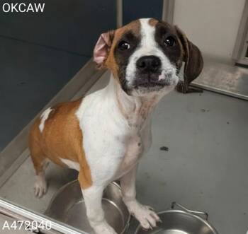 Boxer and Mixed Breed Dogs Available for Adoption in Oklahoma City, Oklahoma - A472040 | PetCurious